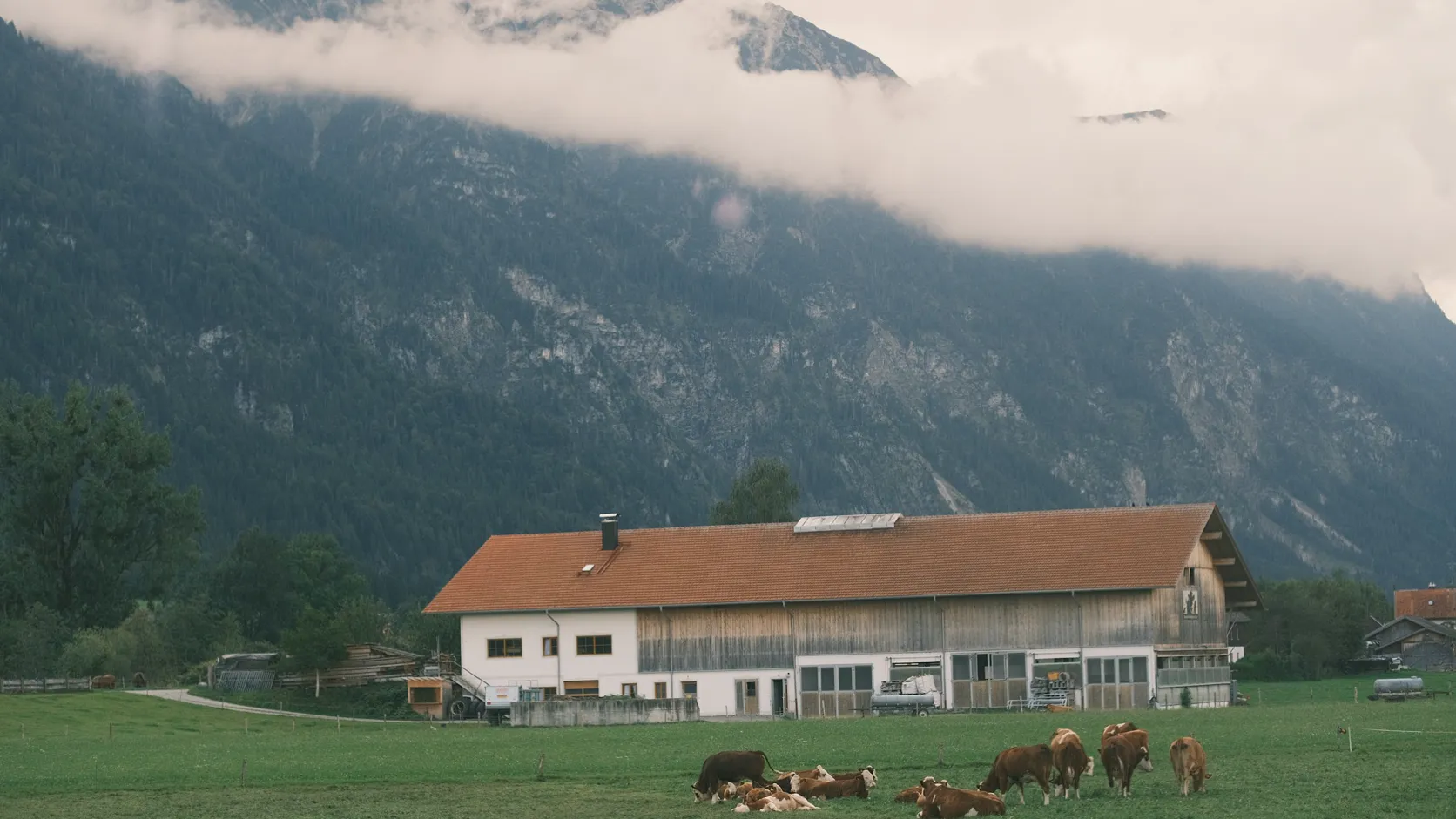 Bovins broutant devant une ferme alpine européenne, un marché où le logiciel de formulation Allix est établi.