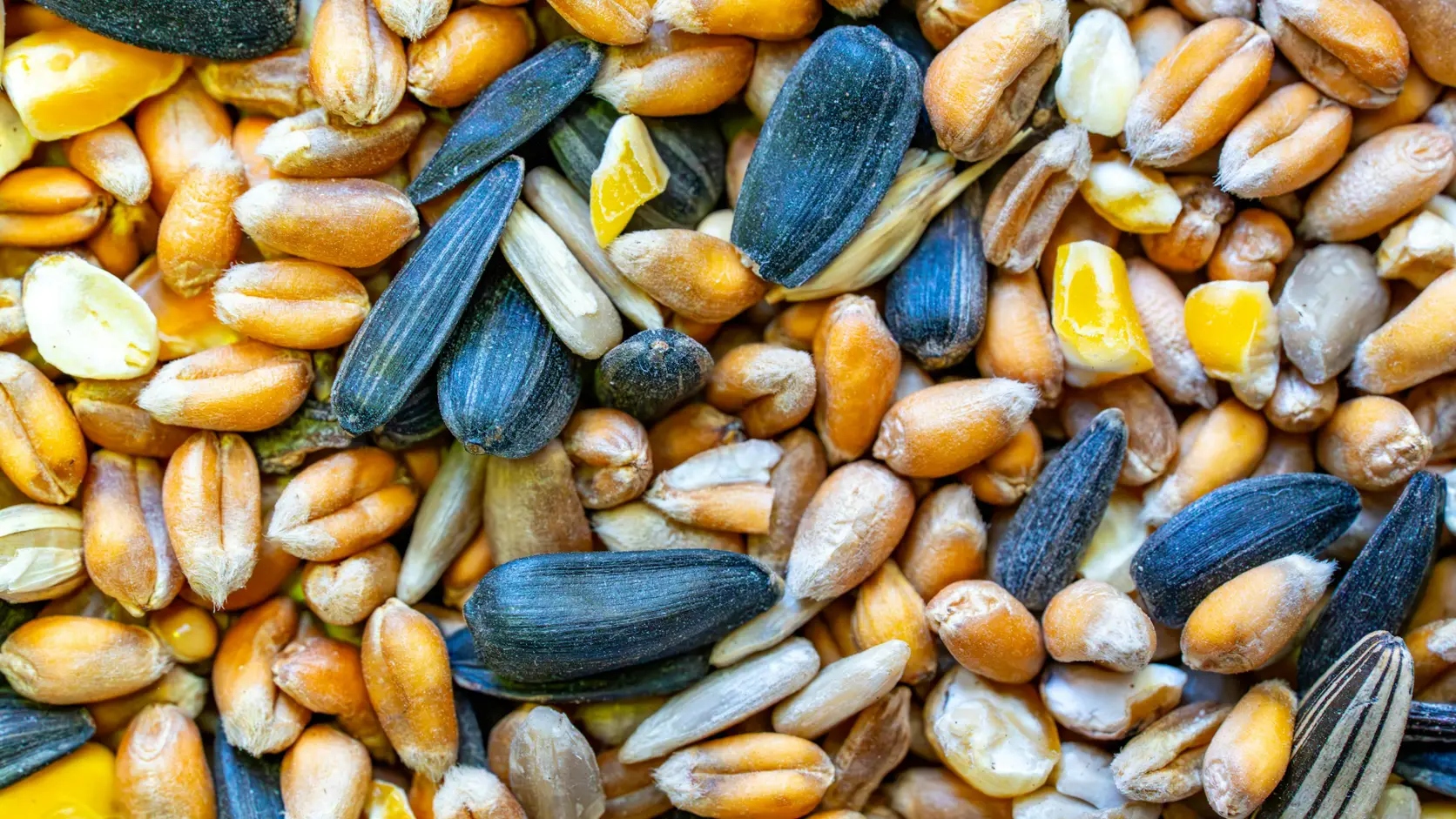 Close-up of mixed feed grains and seeds, the raw material of least-cost formulation.