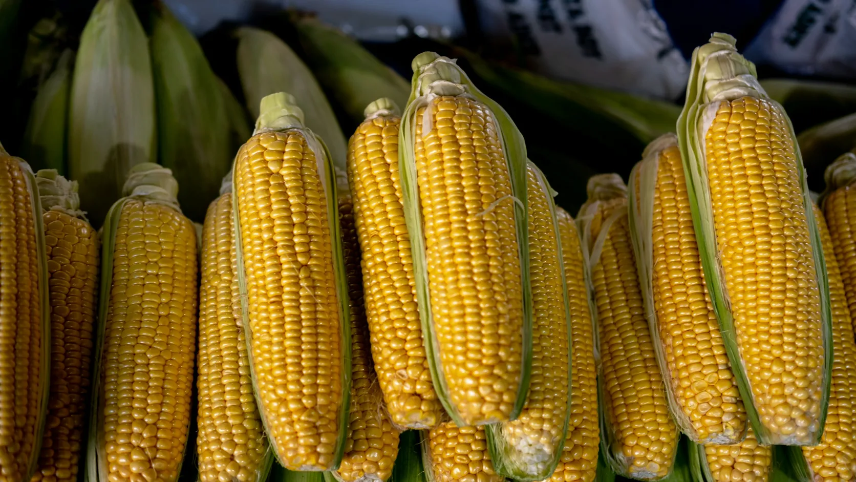 Ears of yellow corn stacked at a grain market, a core ingredient in least-cost feed formulation.