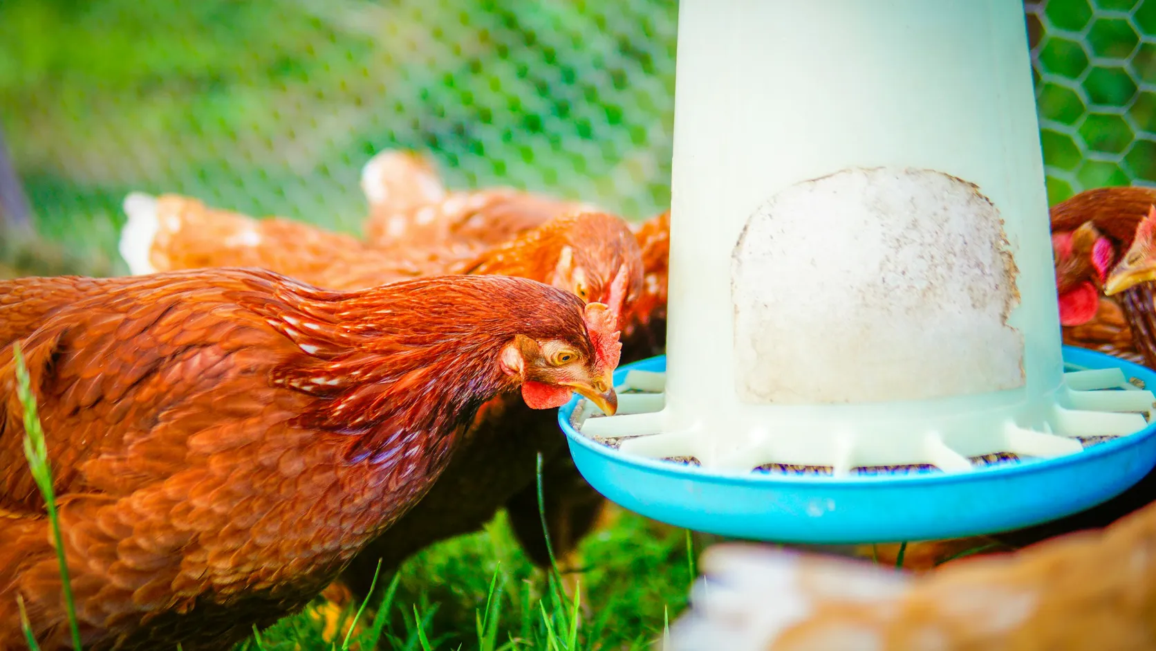 Brown hens feeding from a poultry feeder on a free-range farm.