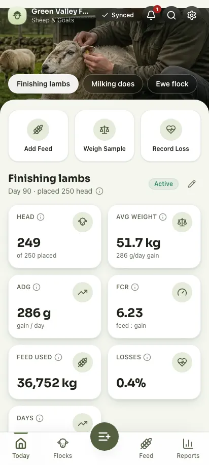 Feedsoft Sheep & Goats em um celular, com os números do dia