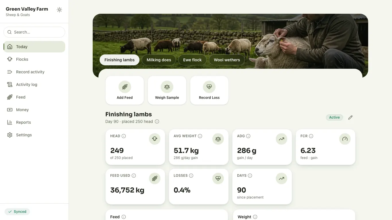 Feedsoft Sheep & Goats on a computer, showing the day's numbers