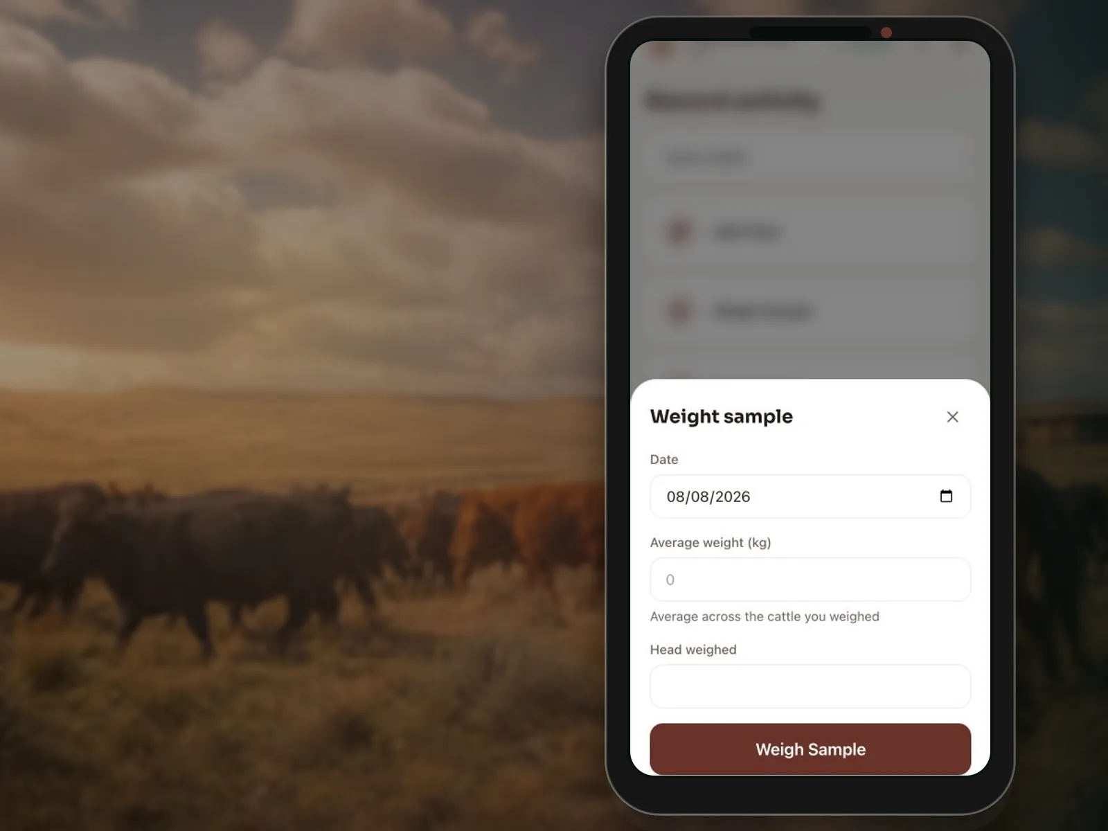 Feedsoft Beef mobile screen for field weights